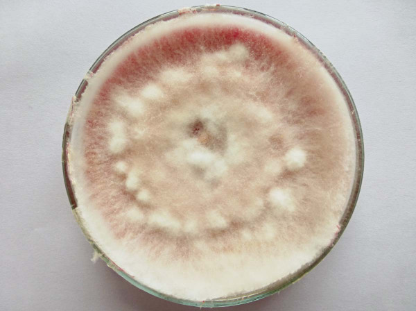 obr. 8 Fusarium culmorum na Petriho misce