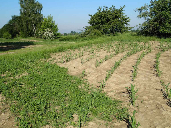 Kukuřice ošetřená PRE herbicidem Camix v dávce 2,5 l/ha , vlevo neošetřená kontrola