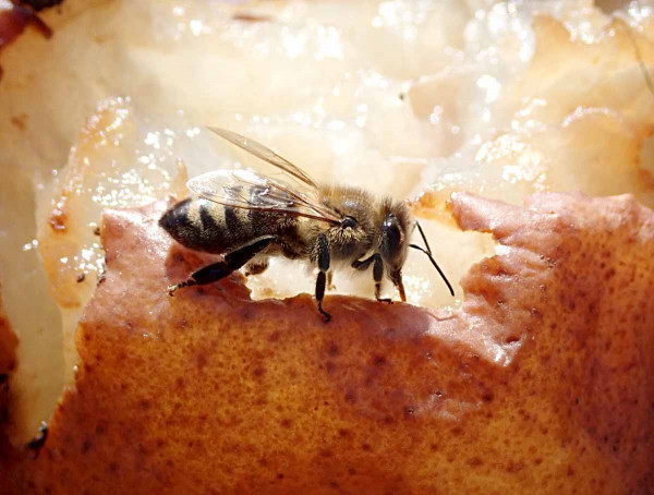 V předjaří bývají prvními aktivními obyvateli sadů včely, které můžeme pozorovat na spadaném ovoci