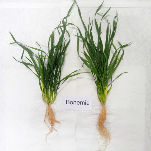 Obr. 2: Rostliny odrůdy Bohemia, vlevo infikovaná WDV, vpravo kontrola