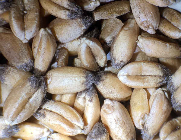 Obilky pšenice kontaminované teliosporami sněti mazlavé pšeničné (Tilletia caries)