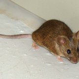 Monitoring rezistence hlodavců vůči antikoagulantním rodenticidům v ČR