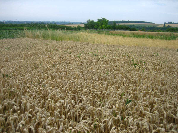 Pšenici se daří ve všech pěstitelských podmínkách