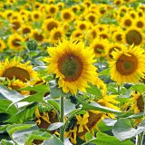 20 let úspěšného pěstování hybridů slunečnice Agrofinal
