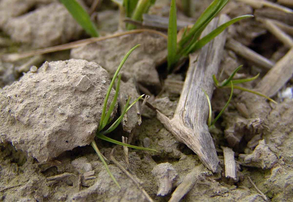 Obr. 10: Po zeslábnutí reziduálního působení půdních herbicidů mohou plevele (na obrázku lipnice roční) vzcházet zpod hrud a rostliných zbytků na povrchu půdy