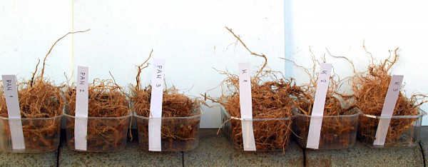Obr. 1: Způsob zpracování vzorků kořenů z jednotlivých rostlin pro stanovení hmotnosti; vpravo kontrola, vlevo po aplikaci Pannon Starter Perfect