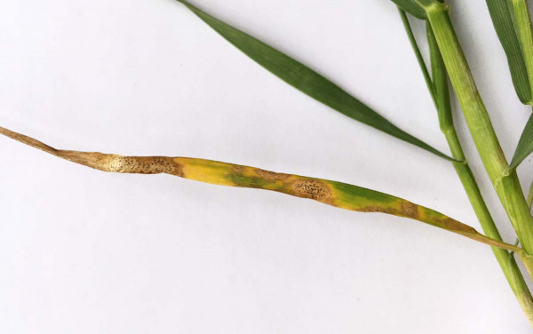 Braničnatka pšeničná na pšenici ozimé, odrůda Fenomen (J. Palicová)