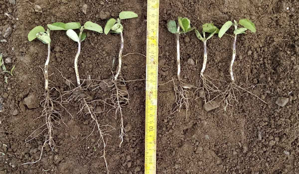Obr. 3: Rostliny sóji dne 25. 5. 2020 (18. den po výsevu) - vlevo varianta s aplikací bakterií a hnojiva při setí