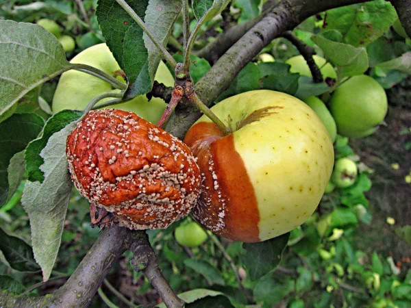 Monilinová hniloba jádrovin - jablko