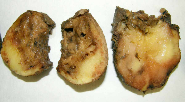 Směsná infekce plísně bramboru a měkké hniloby hlíz bramboru
