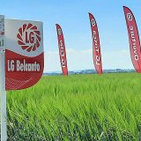 LG Belcanto - o 11 % vyšší výnos jen volbou odrůdy