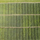 Posouzení účinnosti podzimních a jarních herbicidů v ozimé pšenici