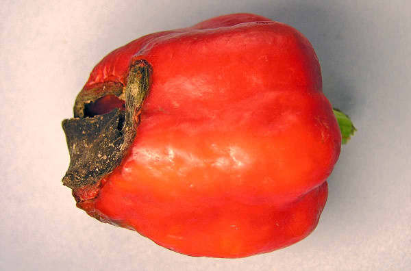 Nedostatek vápníku - paprika