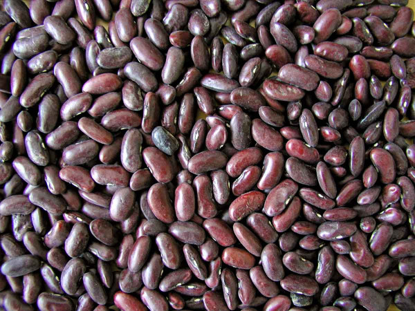 Semena fazolu odrůdy Karmen