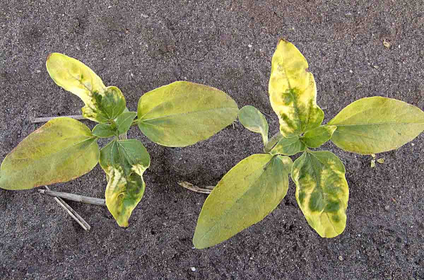Obr. 9: Intenzivní srážky po ošetření preemergentním herbicidem (Racer) mohou způsobovat výrazné poškození slunečnice, zejména na lehčích půdách