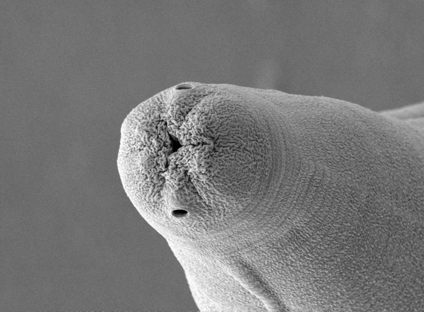 Obr. 1: Hlava samice hlístice Alloionema appendiculatum v elektronovém mikroskopu