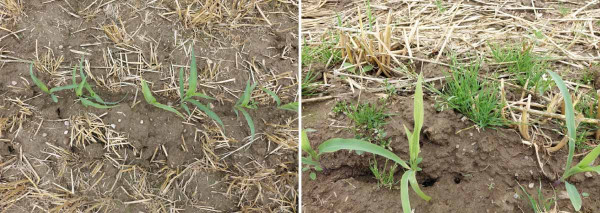 Obr. 9: Porovnání herbicidního ošetření strniště žita, do kterého byla vyseta kukuřice: vlevo je porost ošetřený glyphosate a vpravo listovým graminicidem (propaquizafop)