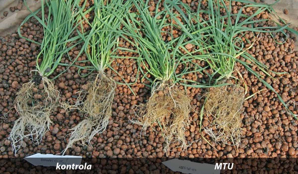 Obr. 4: Vliv látky MTU na růst kořenového systému pšenice vystavené konstantní teplotě 30 °C