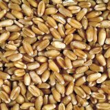 Seznam doporučených odrůd pšenice jarní 2019