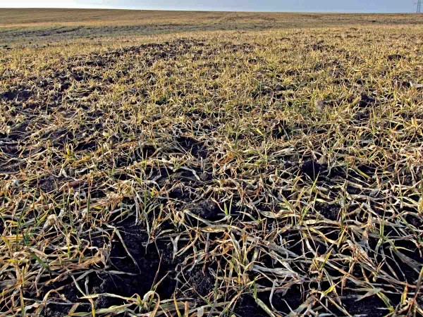 Porost pšenice poškozený mrazy