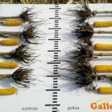 Vplyv prípravkov Galleko na jednotlivé hybridy kukurice