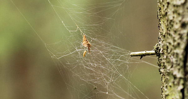 Síť pavouka po manipulaci - zvyšuje ochranu uprostřed visícího kokonu lumka (označen šipkou)