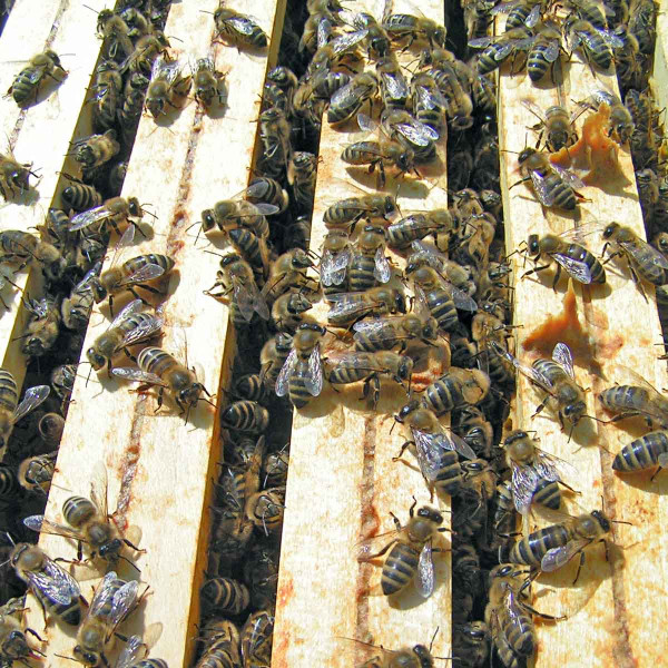 Obr. 2: Včely spolu v úlu intenzivně komunikují
