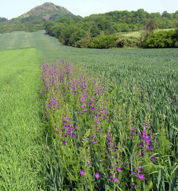 Ostrožka je citlivá k většině herbicidů, nejčastěji roste na okrajích porostů a v místech nedostřiků