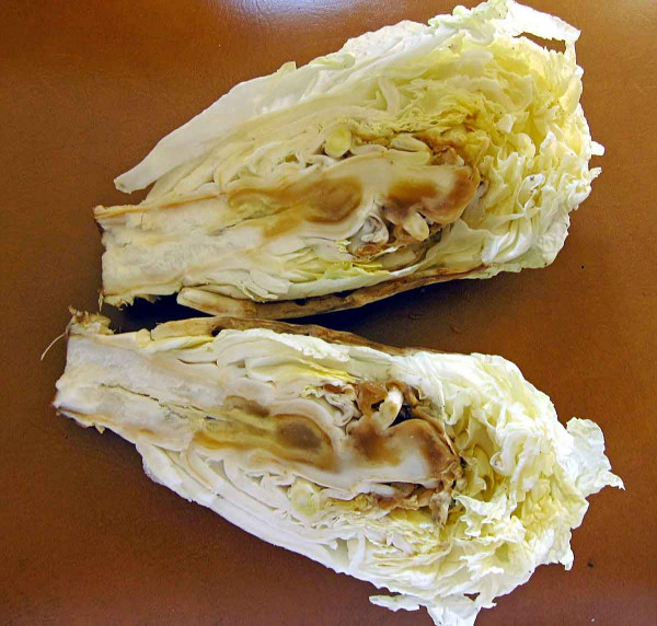 Nekrózy (hnědnutí) vnitřních listů pekingského zelí