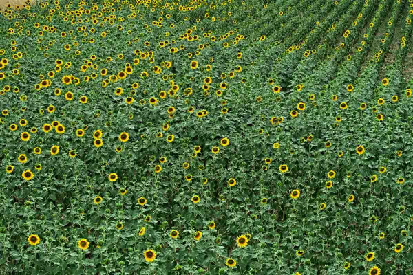 Květ slunečnice - vhodná fáze pro aplikaci fungicidů