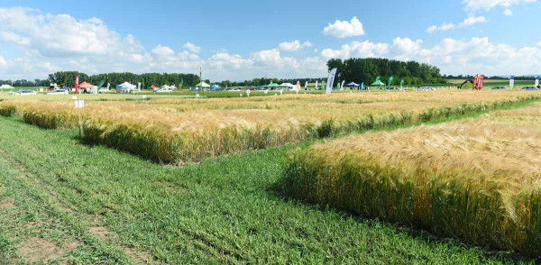 Množství odrůd a porovnání pěstitelských technologií bylo k vidění na Polním dnu v Kroměříži