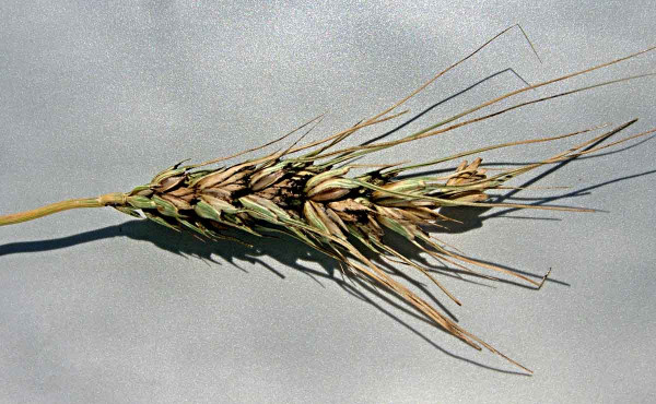 Zakrslá snětivost pšenice - sněť zakrslá