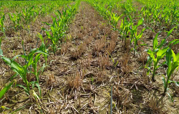 Kukuřice zasetá do strniště žita na GPS
