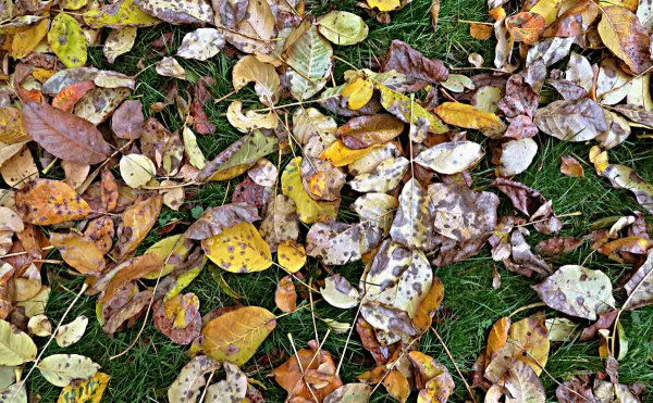 Spadané listí je zdrojem infekce