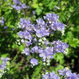 Svazenky - modrofialové krásky na poli