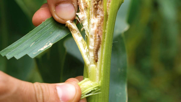 Housenka zavíječe kukuřičného prožírá stébla a oslabuje rostliny; poškození jsou zároveň vstupní branou pro houbové choroby