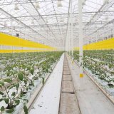 Postupy biologické ochrany proti molicím na plodové zelenině ve skleníku