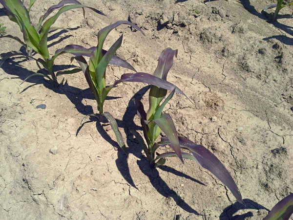Obr. 1: Působení půdního škraloupu vytvořeného 35. den po zasetí kukuřice na růst a vývoj porostu: symptomy žloutnutí, zakrnělého růstu s pokročilým projevem hyperchlorofylace (fialovění) listů vlivem déletrvajícího omezeného příjmu fosforu (obsah P = 0,22 % v sušině, tj. 58 % optima výživy P)