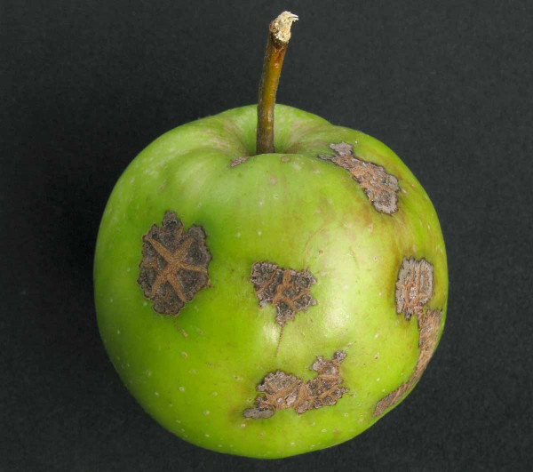 Strupovitost jabloně - plod