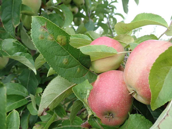 Strupovitost jabloně na listech může těsně před sklizní ještě přejít na plody