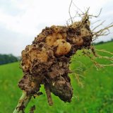 Poloprovozní polní pokusy s odrůdami řepky rezistentními vůči Plasmodiophora brassicae v sezoně 2020/21