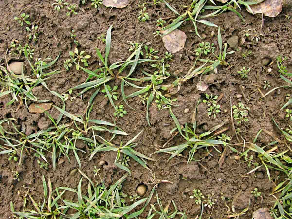 Regulaci plevelů v pšenici nelze na podzim podcenit