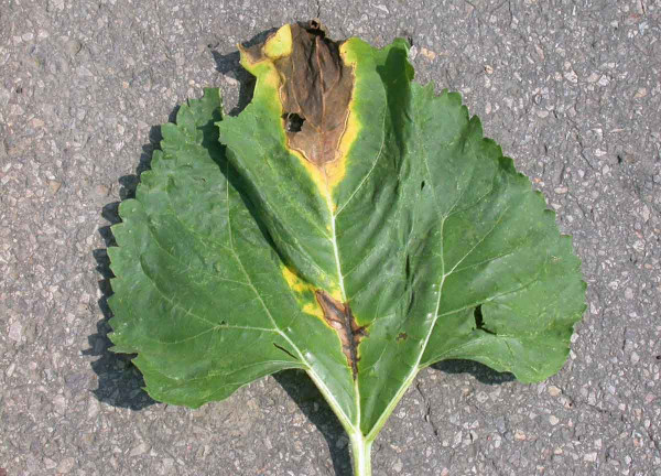 Obr. 1: Typický prejav ochorenia na listoch - hnedé, nekrotické škvrny ohraničené žltým lemom, rozširujúce sa pozdĺž žilnatiny smerom k listovej stopke