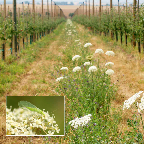 Udržování pásů kvetoucích bylin v meziřadí je efektivní metodou podpory výskytu přirozených nepřátel škůdců