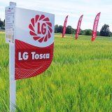 LG Tosca je výhrou pro pěstitele i zpracovatele