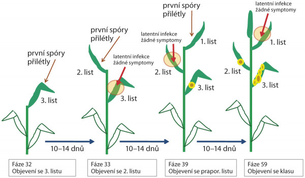 Schéma: Vývoj infekce a načasování a účinek fungicidů na příkladu Septoria tritici