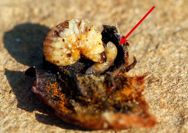 Larva S. pomorum vysávající larvu květopase hrušňového
