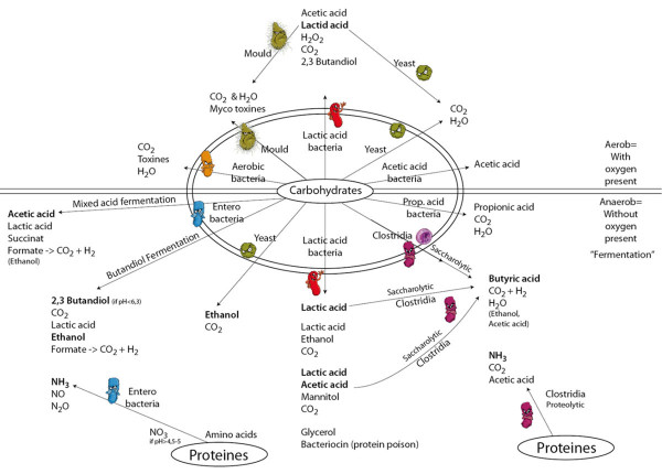 Schéma fermentačního procesu u konzervovaných krmiv