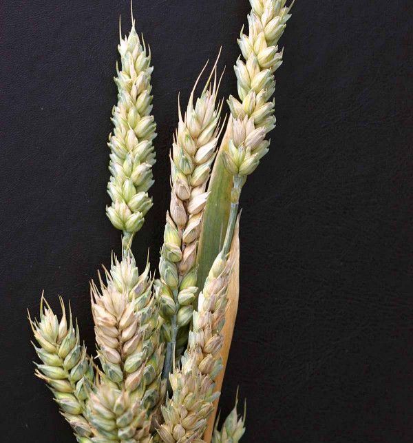 Napadené klasy pšenice po umělé infekci F. culmorum