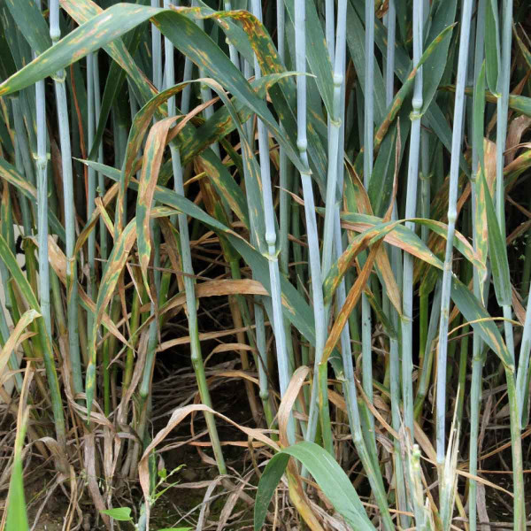Obr. 3: Listové skvrnitosti pšenice